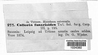 Calloria urticae image